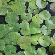 Hydrocharis morsus‑ranae | Frogbit | Floating Plant